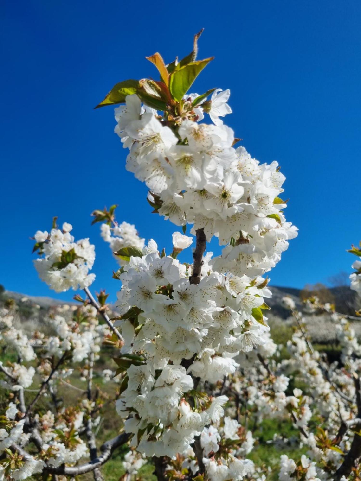 La Albarea By #Cherrygredos El Arenal  Ngoại thất bức ảnh